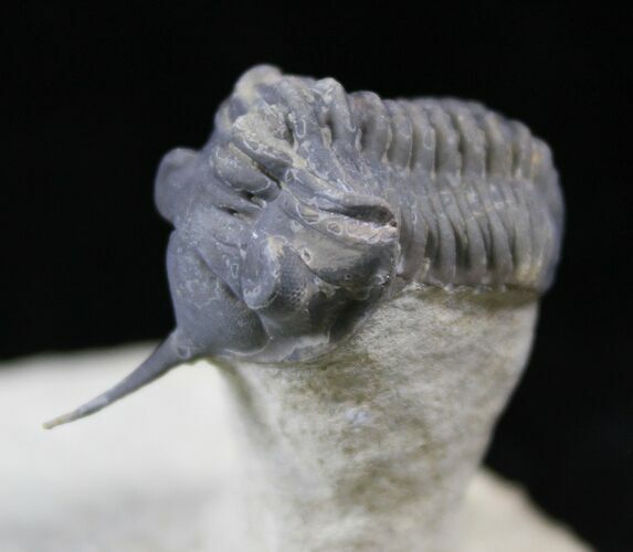 Cute Morocconites Trilobite On Limestone Pedastal #25837